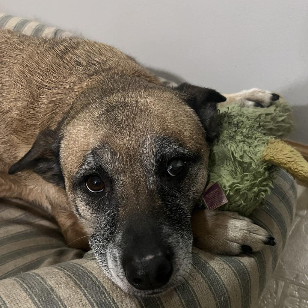 Enlarge Nova - Home to Home, a Adoptable Belgian Shepherd / Malinois in South Elgin, IL image 1/3