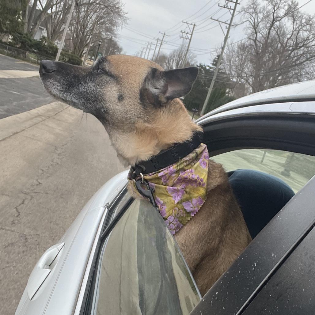 Enlarge Nova - Home to Home, a Adoptable Belgian Shepherd / Malinois in South Elgin, IL image 2/3
