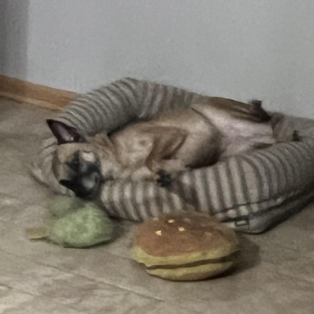 Enlarge Nova - Home to Home, a Adoptable Belgian Shepherd / Malinois in South Elgin, IL image 3/3