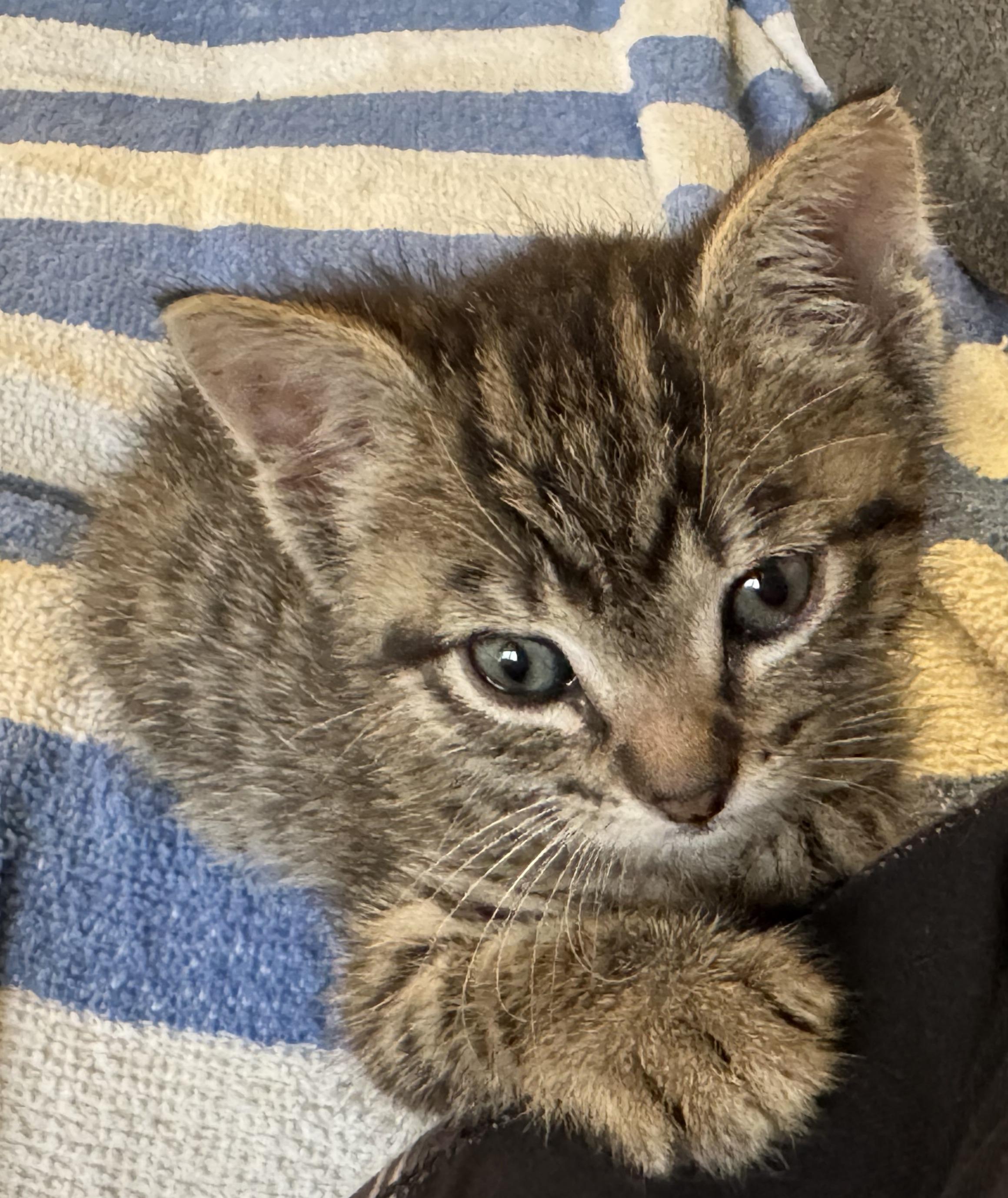 Enlarge Otto, a Adopted Domestic Short Hair in Honolulu, HI image 1/5