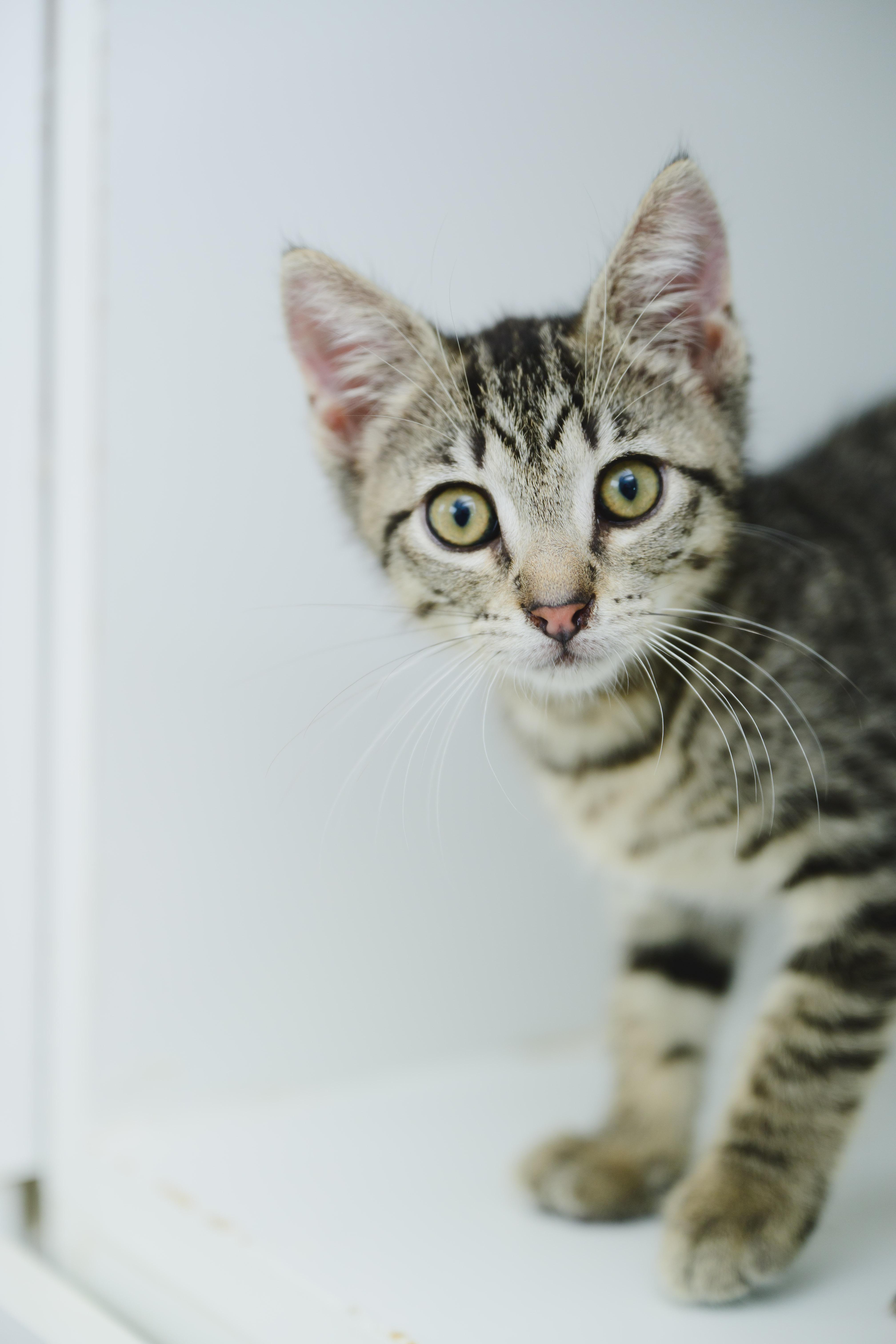 Enlarge Otto, a Adopted Domestic Short Hair in Honolulu, HI image 2/5