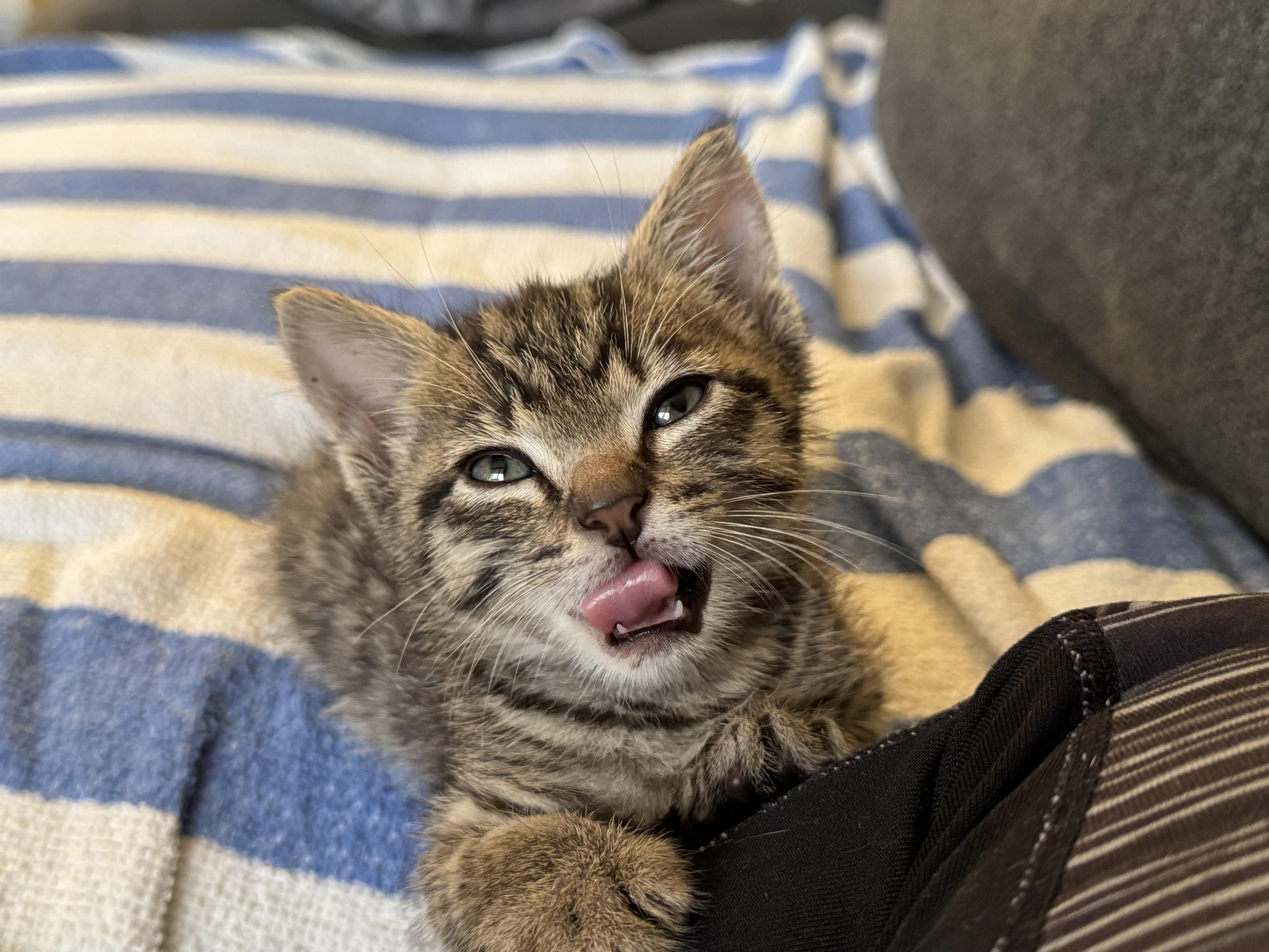 Enlarge Otto, a Adopted Domestic Short Hair in Honolulu, HI image 3/5