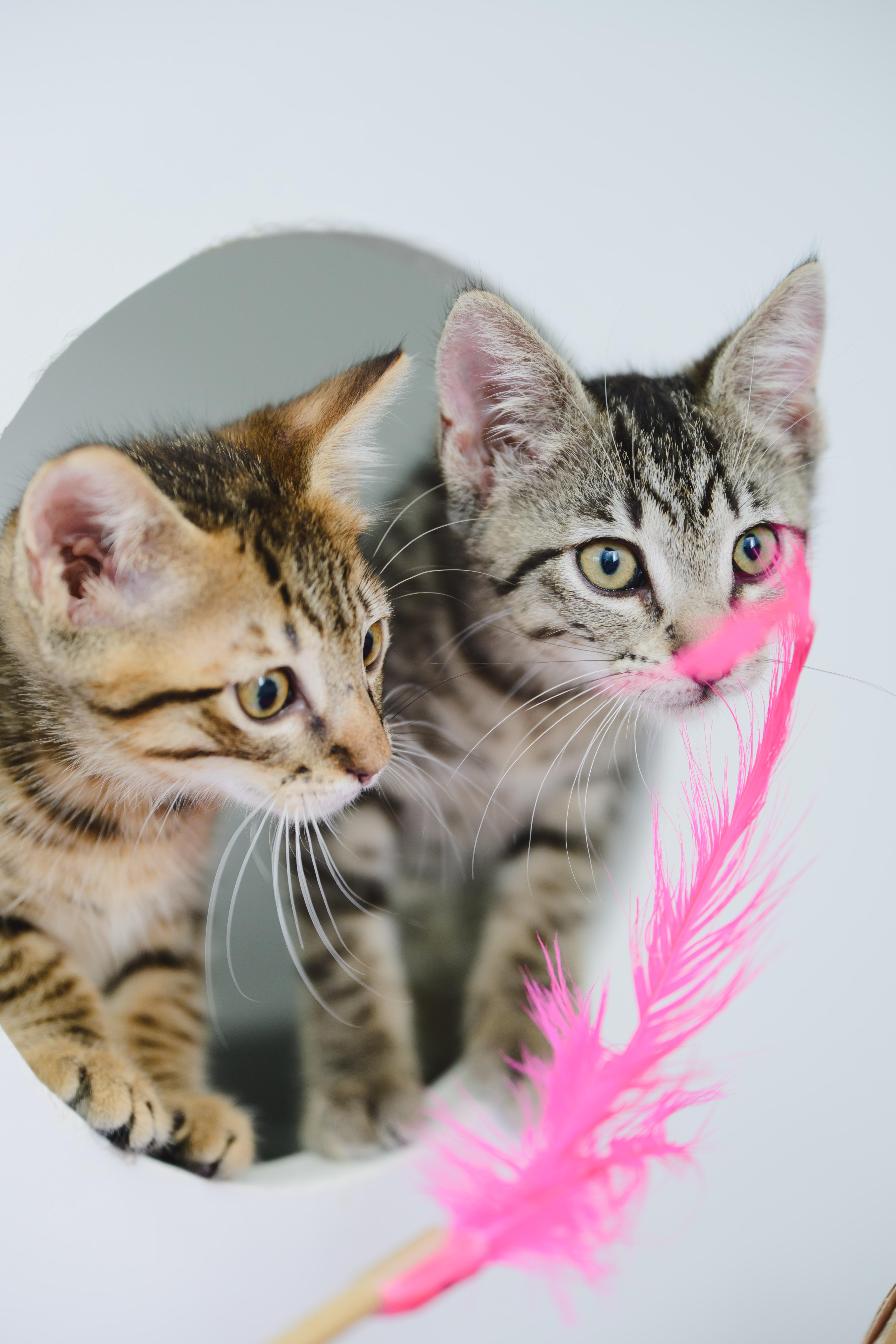 Enlarge Otto, a Adopted Domestic Short Hair in Honolulu, HI image 4/5