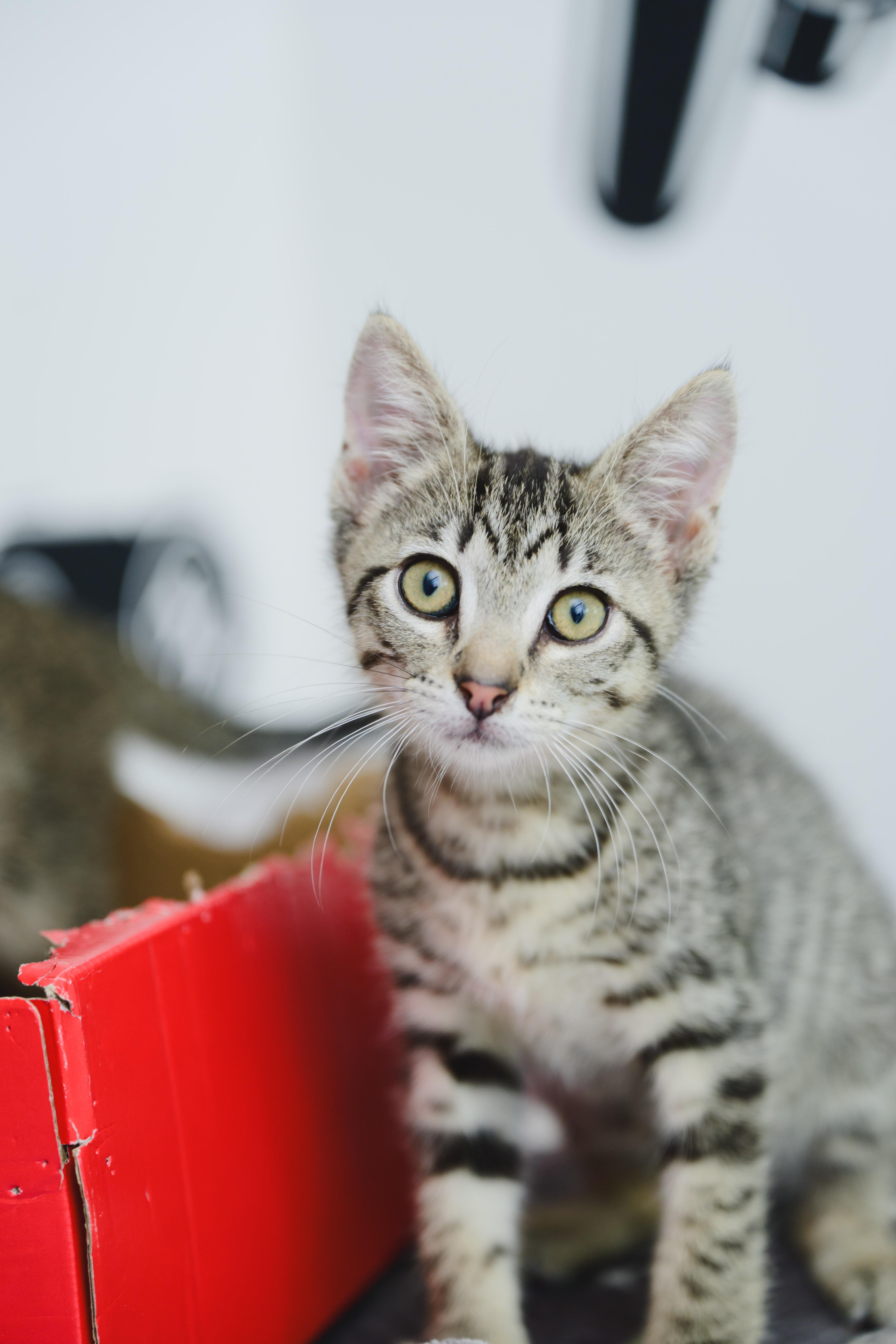 Enlarge Otto, a Adopted Domestic Short Hair in Honolulu, HI image 5/5