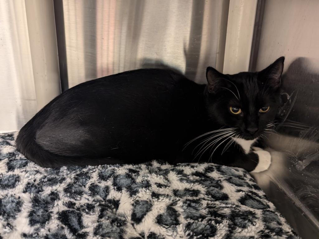 Cedar 90, Adopted, Adult Female Domestic Short Hair.