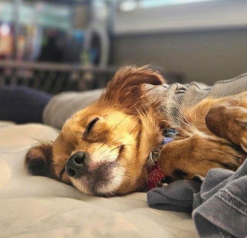 Nora, Adopted, Adult Female Chihuahua.