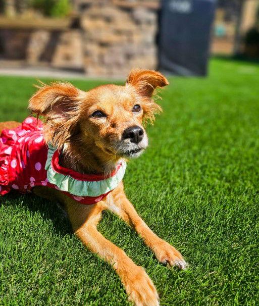 Enlarge Nora, a Adopted Chihuahua in San Diego, CA image 2/3