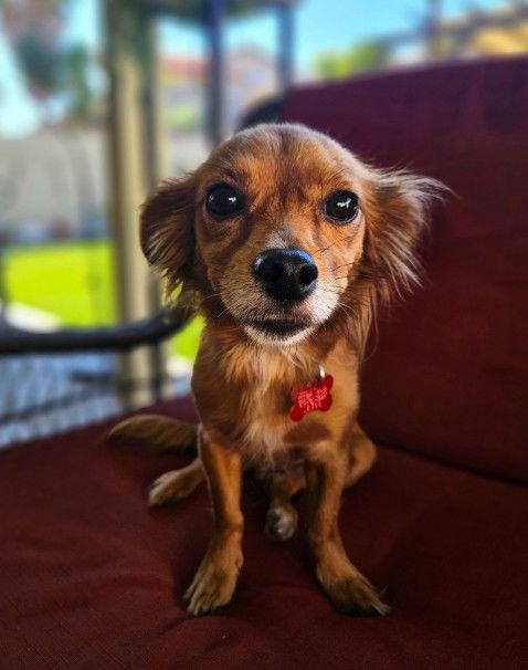 Enlarge Nora, a Adopted Chihuahua in San Diego, CA image 3/3