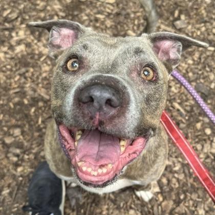 Plato, Adoptable, Senior Male Pit Bull Terrier.