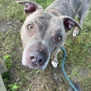 Enlarge Plato, a Adoptable mixed breed in Indianapolis, IN image 2/3