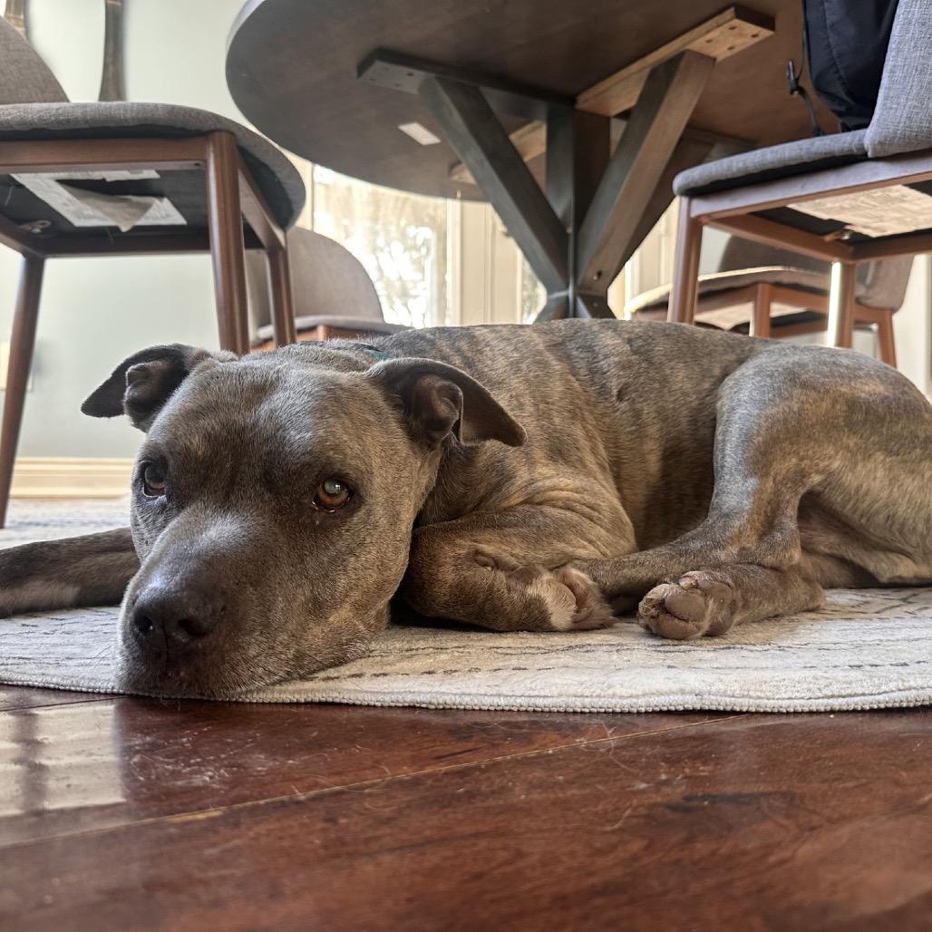 Enlarge Plato, a Adoptable mixed breed in Indianapolis, IN image 3/6