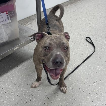 Enlarge Plato, a Adoptable mixed breed in Indianapolis, IN image 3/3