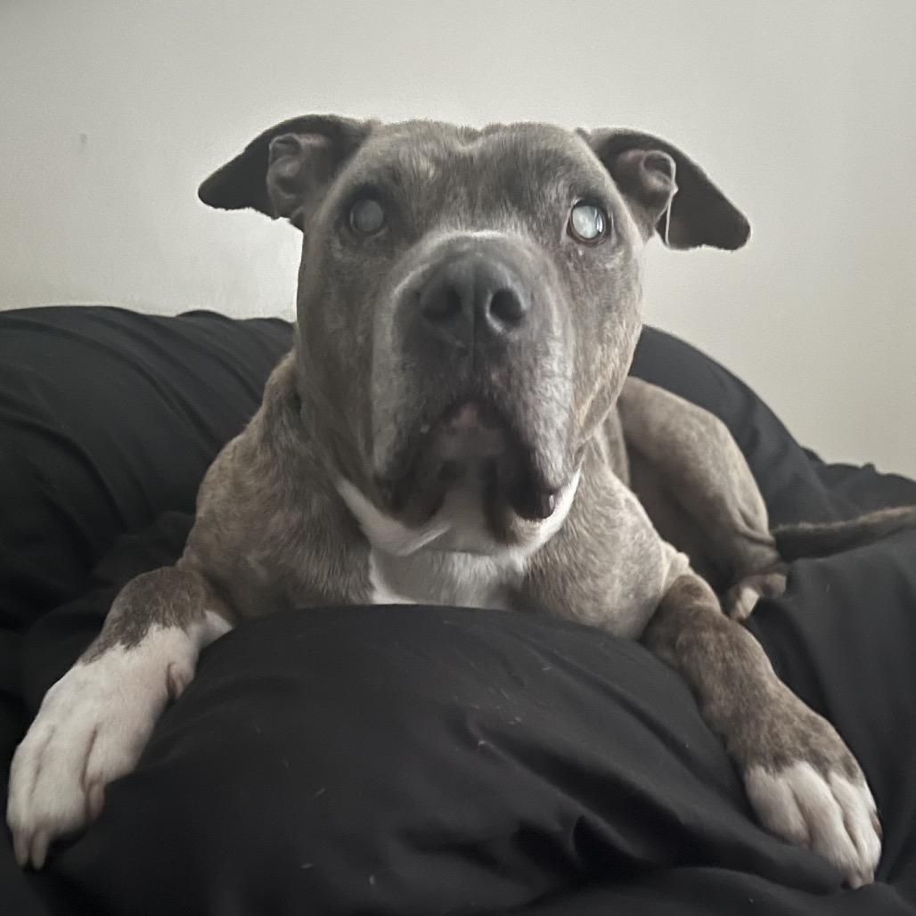 Enlarge Plato, a Adoptable mixed breed in Indianapolis, IN image 5/6