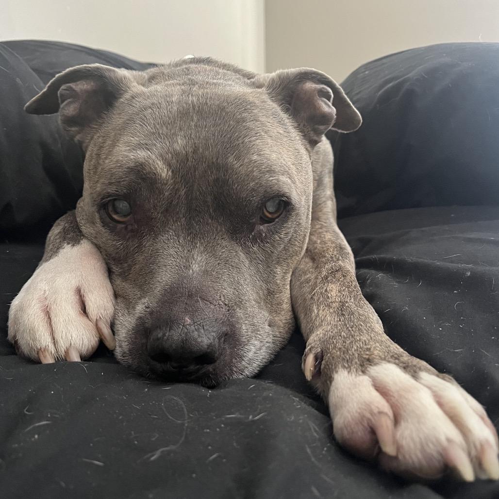 Enlarge Plato, a Adoptable mixed breed in Indianapolis, IN image 6/6