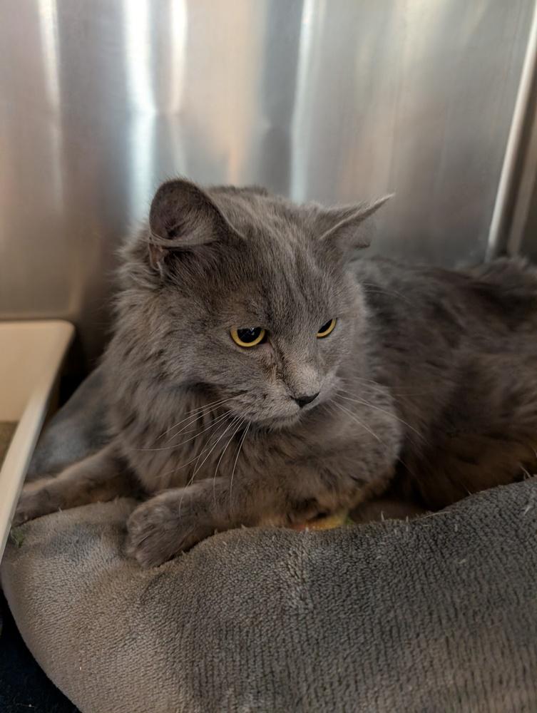Oslo, Adoptable, Young Male Russian Blue.