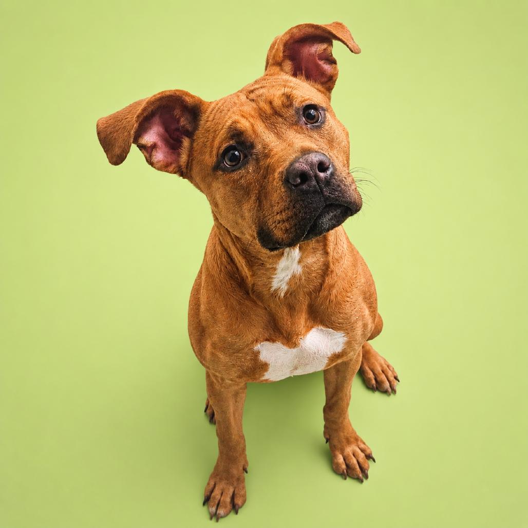 Rosalina, Adoptable, Young Female Pit Bull Terrier & Mixed Breed.