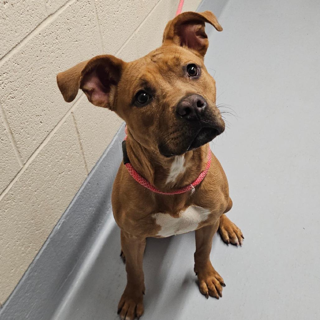 Enlarge Rosalina, a Adoptable mixed breed in Concord, NC image 2/4