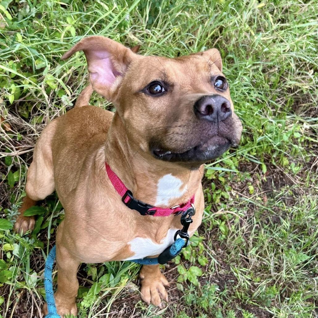 Enlarge Rosalina, a Adoptable mixed breed in Concord, NC image 3/4