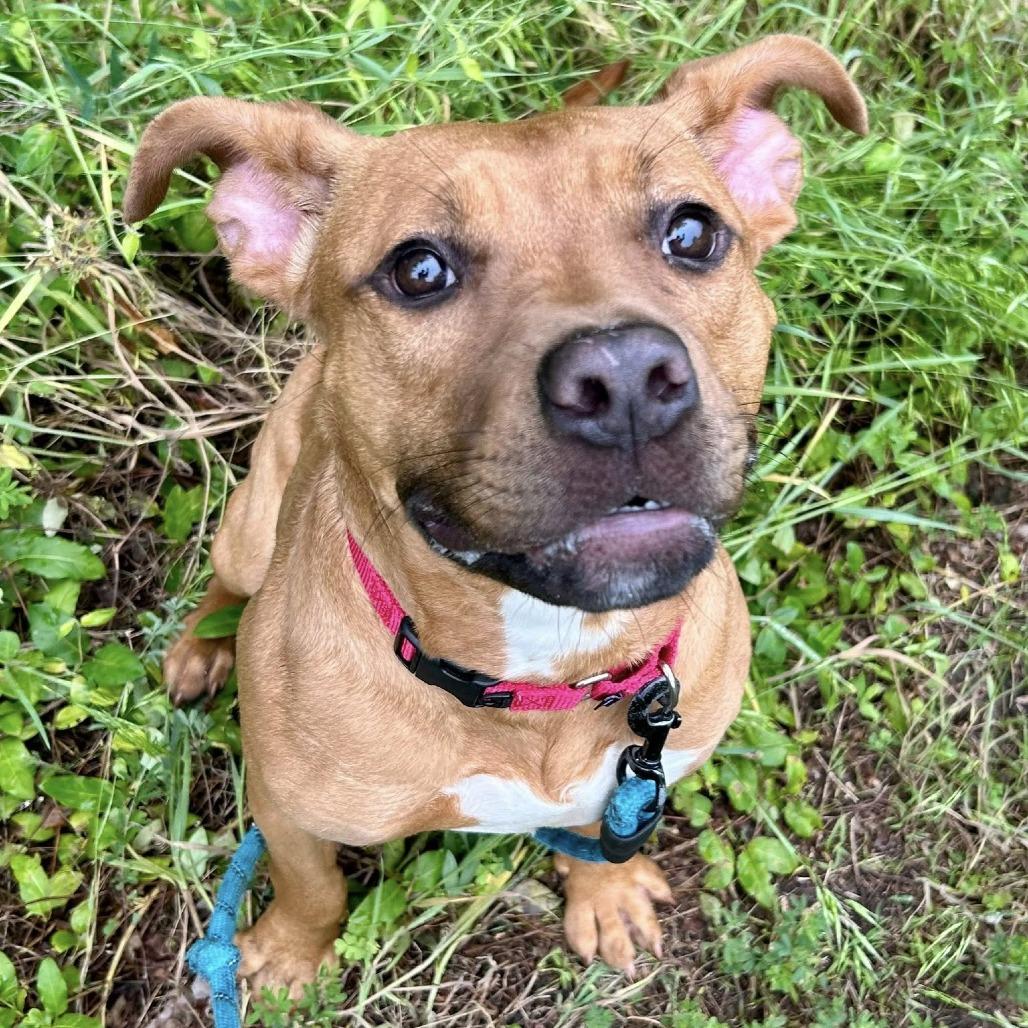 Enlarge Rosalina, a Adoptable mixed breed in Concord, NC image 4/4