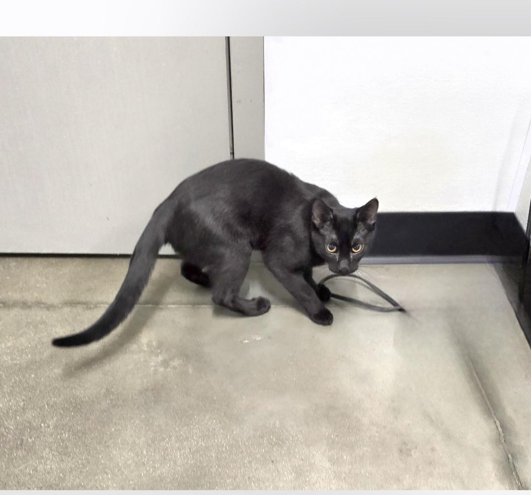 Enlarge Mogli, a ADOPTABLE mixed breed in Jamestown, ND image 4/6