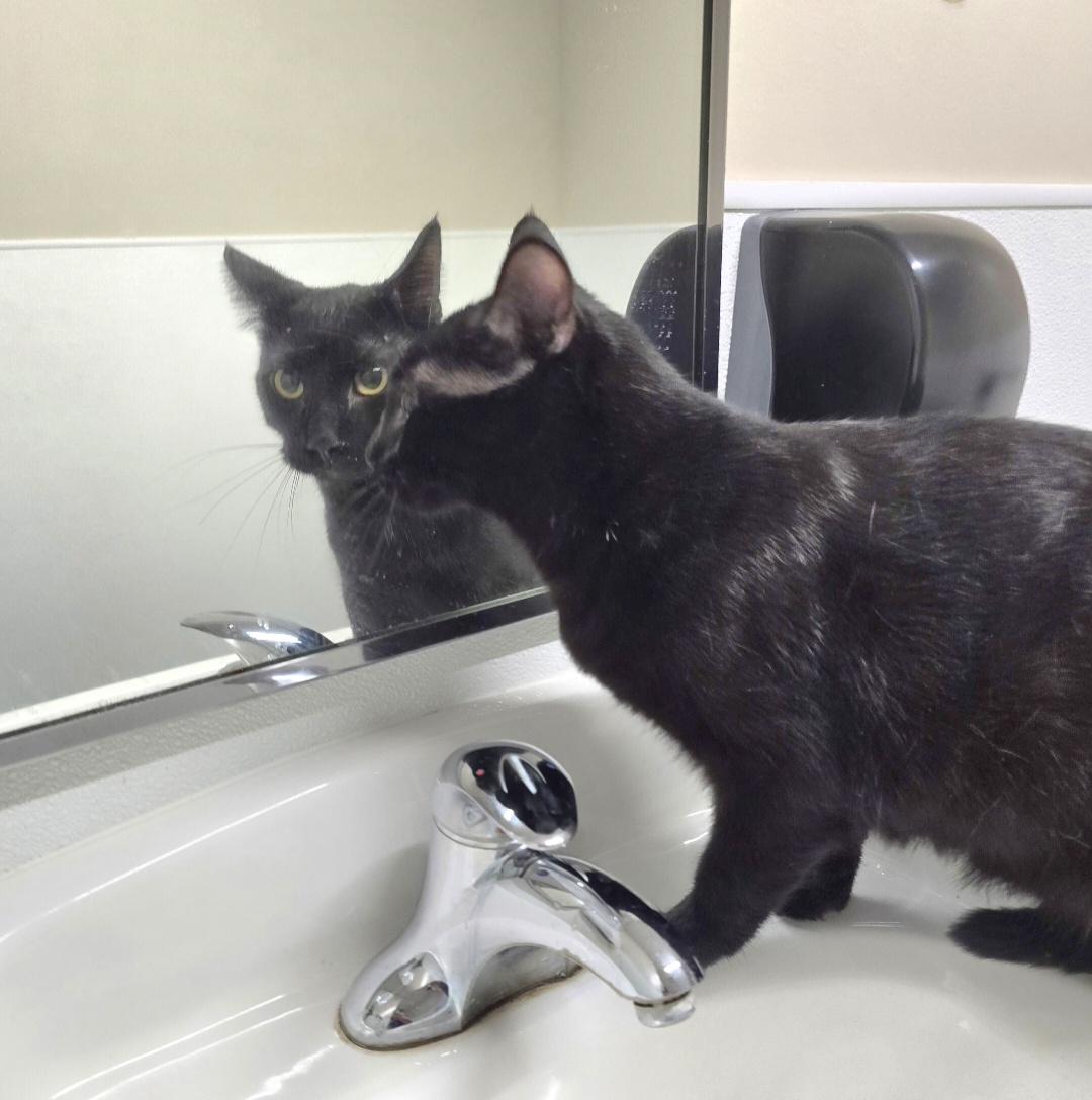 Enlarge Mogli, a Adoptable mixed breed in Jamestown, ND image 5/6