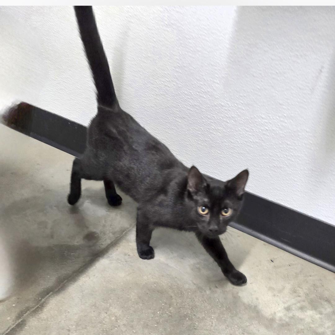 Enlarge Mogli, a ADOPTABLE mixed breed in Jamestown, ND image 1/6