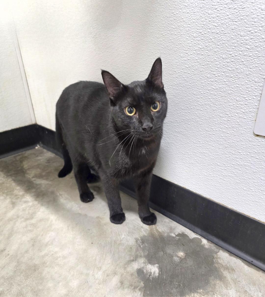 Enlarge Mogli, a Adoptable mixed breed in Jamestown, ND image 3/6