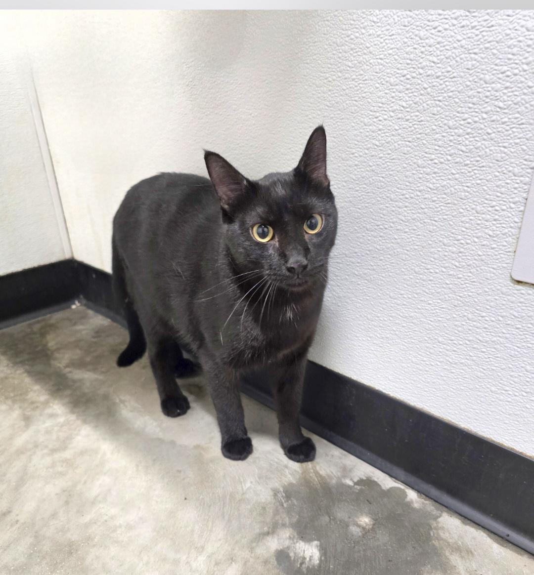 Enlarge Mogli, a Adoptable mixed breed in Jamestown, ND image 6/6