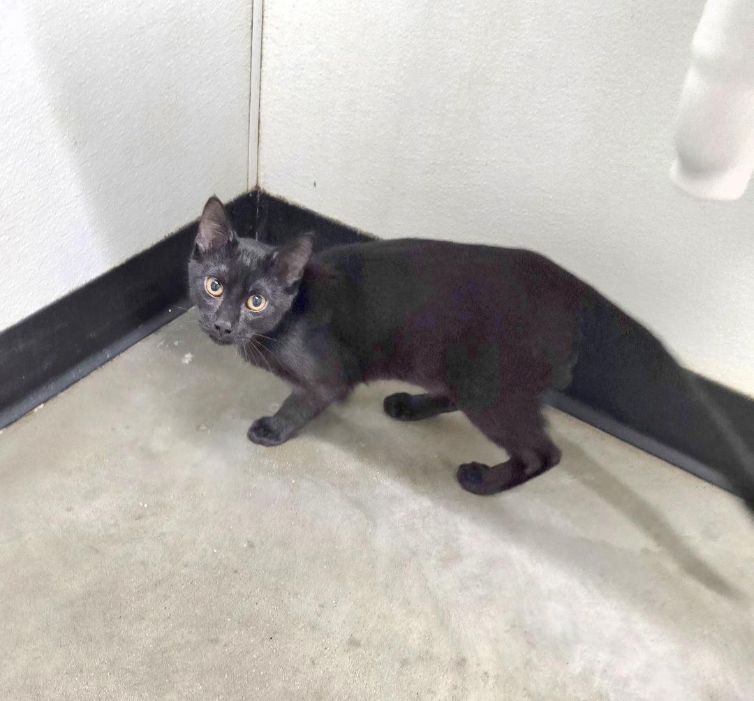 Enlarge Mogli, a ADOPTABLE mixed breed in Jamestown, ND image 3/6