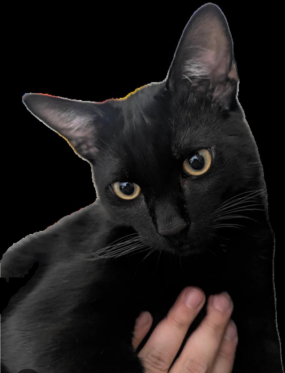 Enlarge Mogli, a ADOPTABLE mixed breed in Jamestown, ND image 5/6