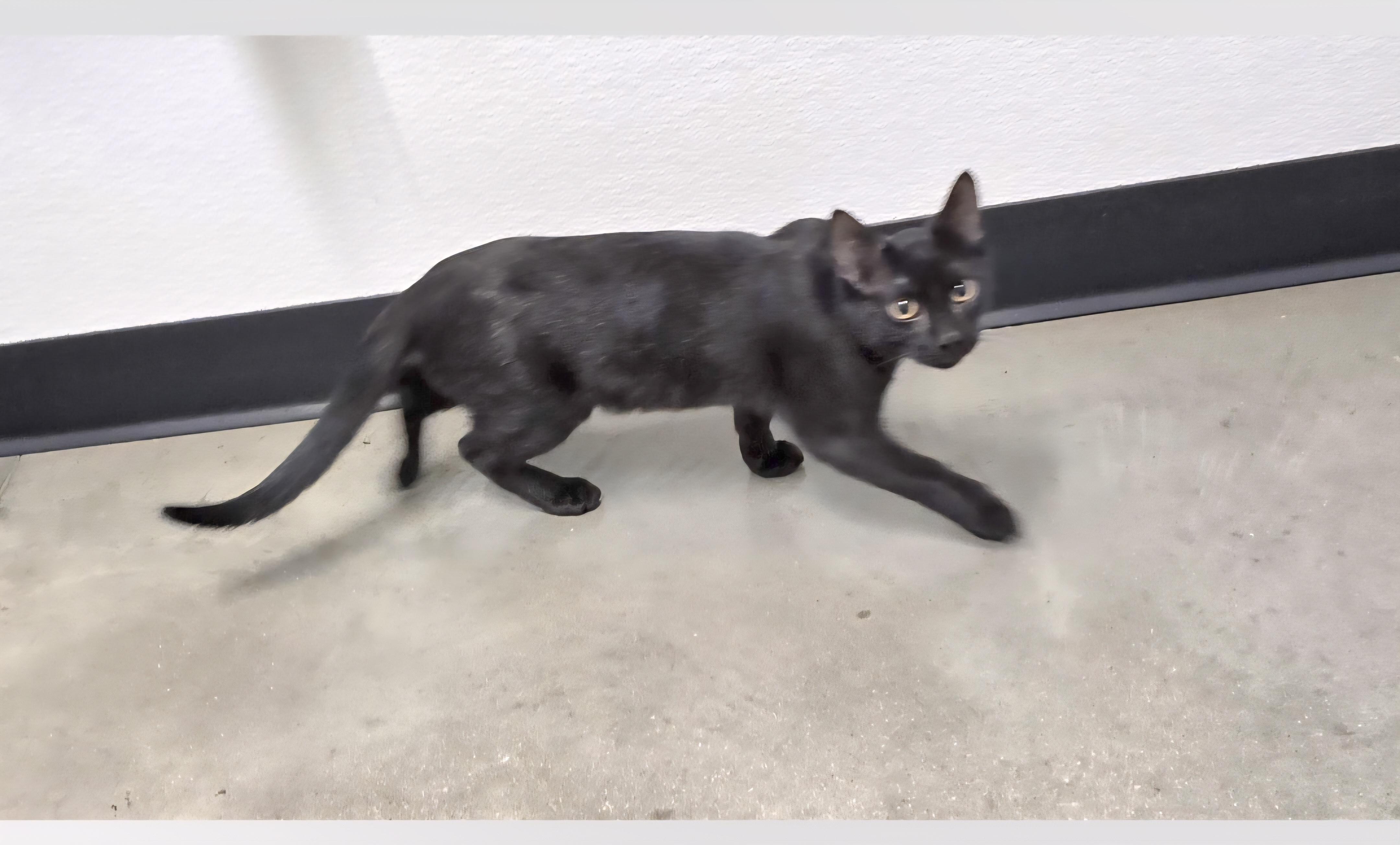 Enlarge Mogli, a ADOPTABLE mixed breed in Jamestown, ND image 2/6