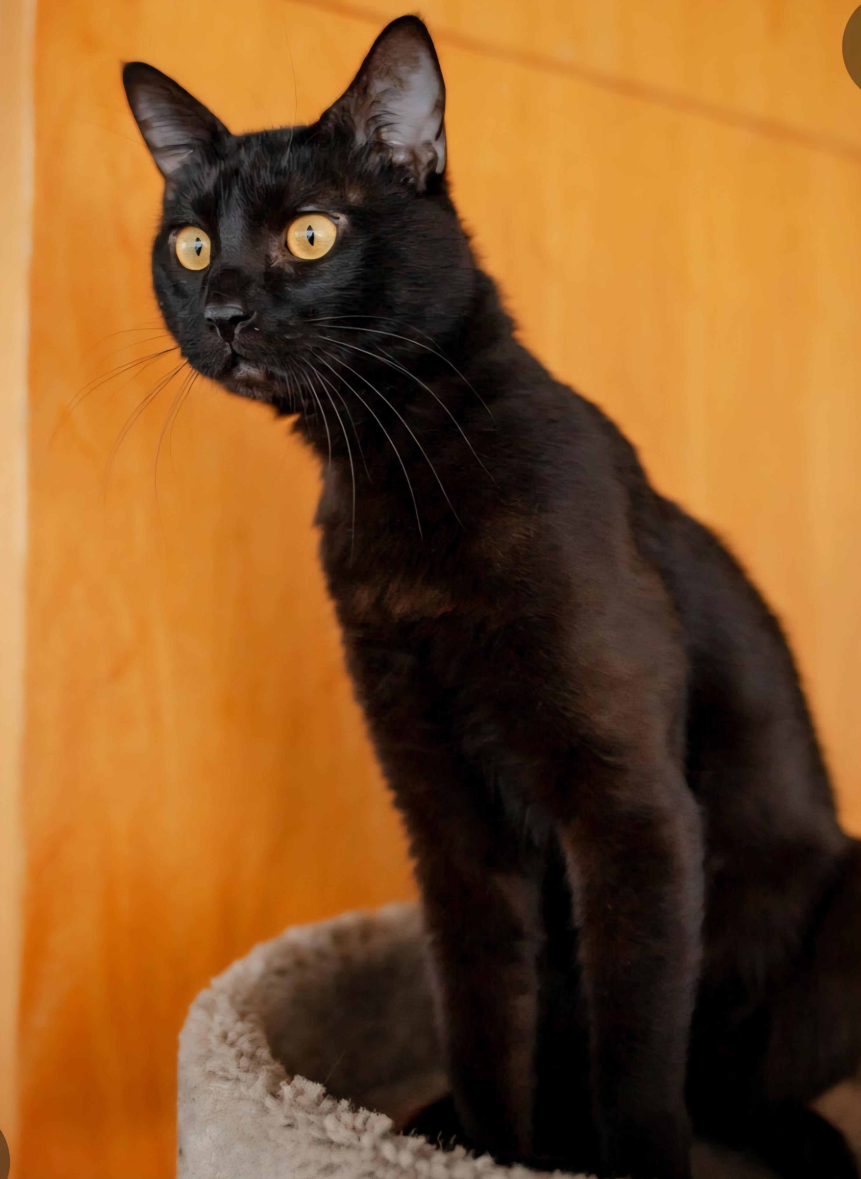 Enlarge Mogli, a ADOPTABLE mixed breed in Jamestown, ND image 6/6