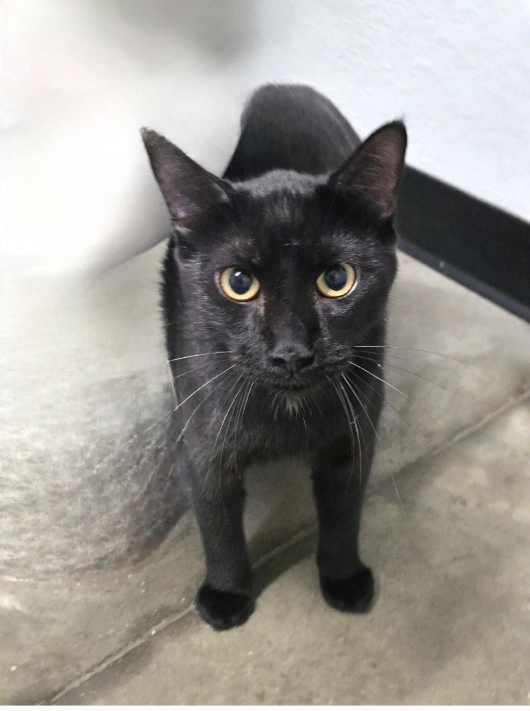 Enlarge Mogli, a Adoptable mixed breed in Jamestown, ND image 2/6