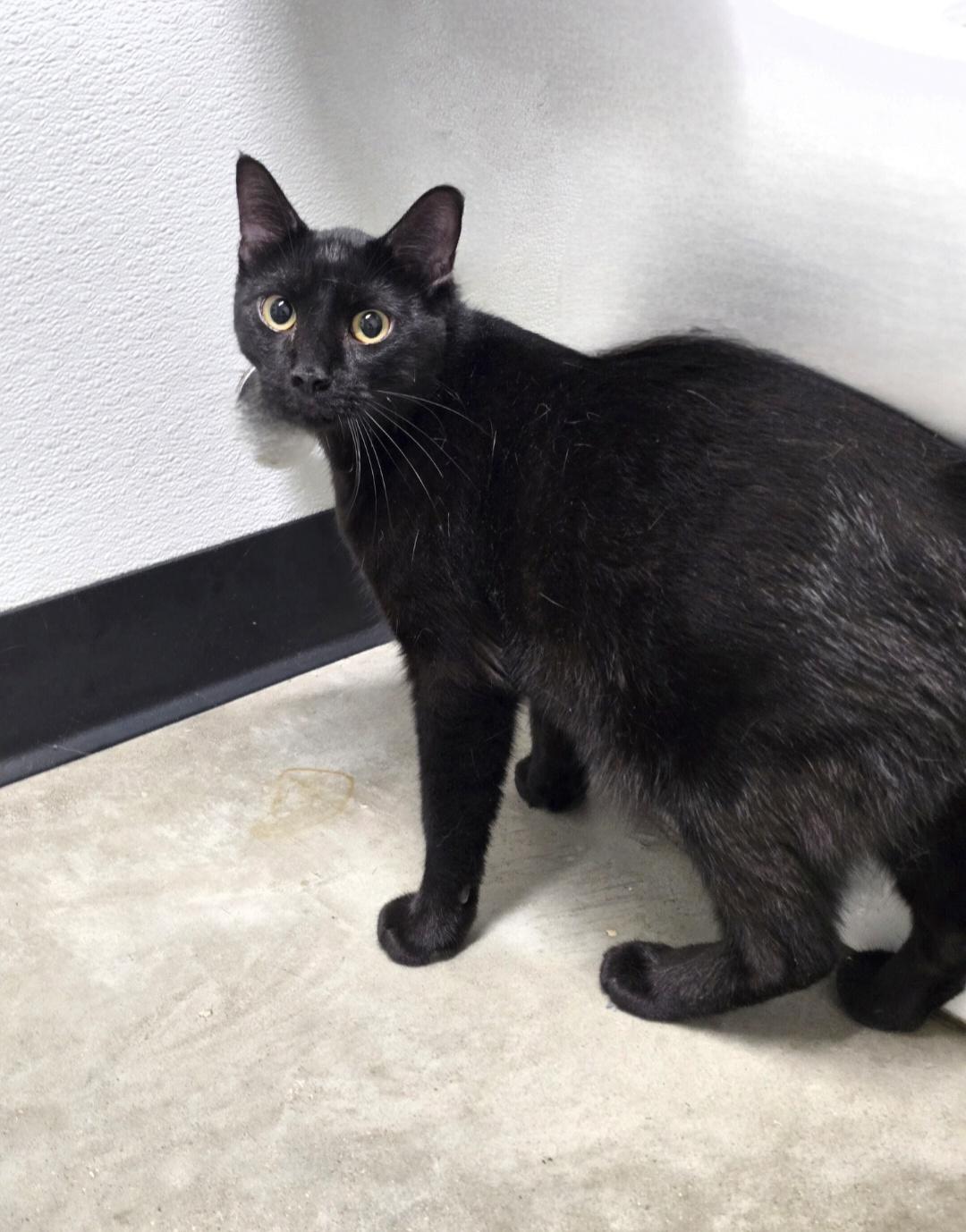 Mogli, Adoptable, Young Male Domestic Short Hair.