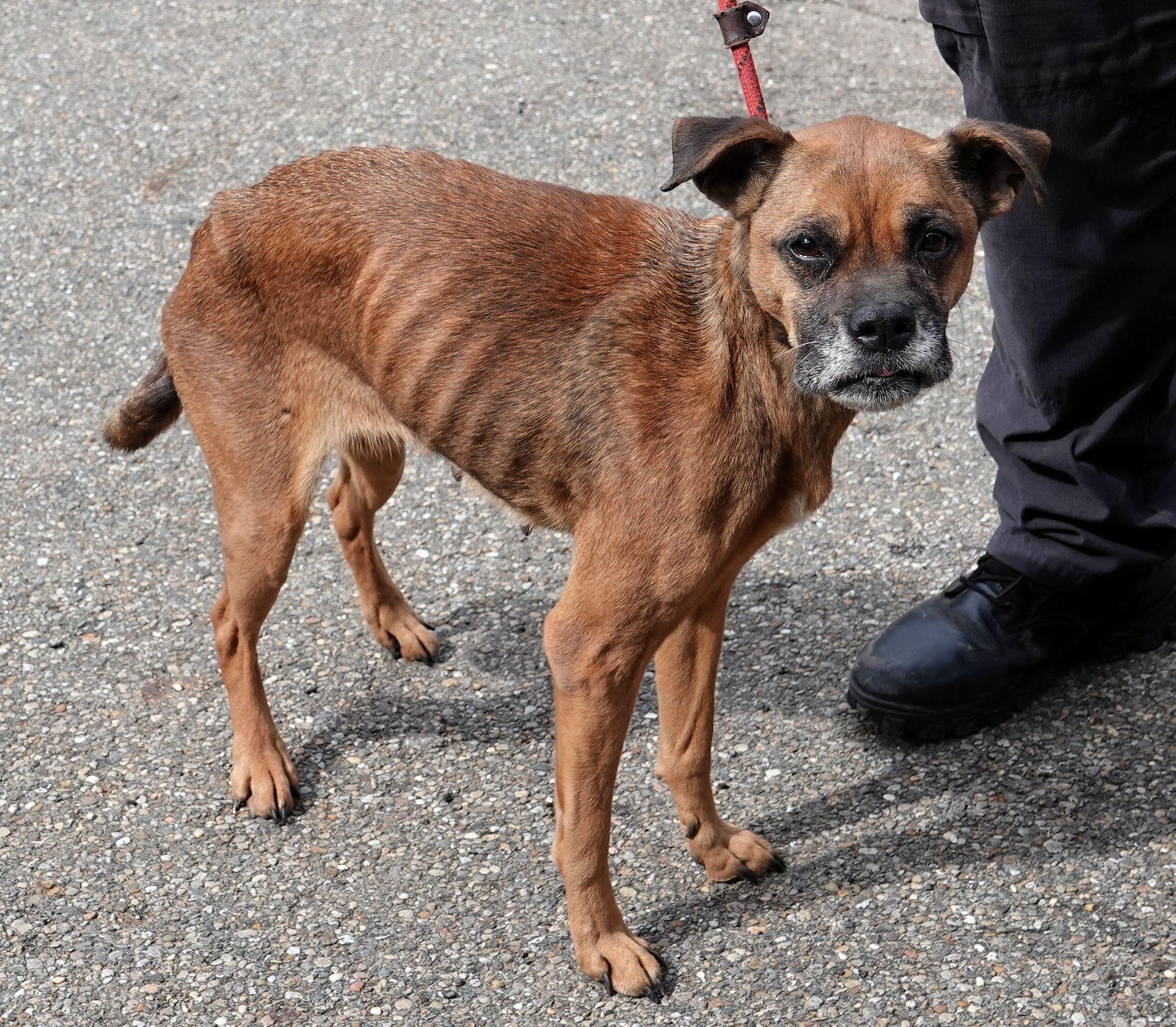 Enlarge Heart, a ADOPTABLE mixed breed in Millfield, OH image 4/4