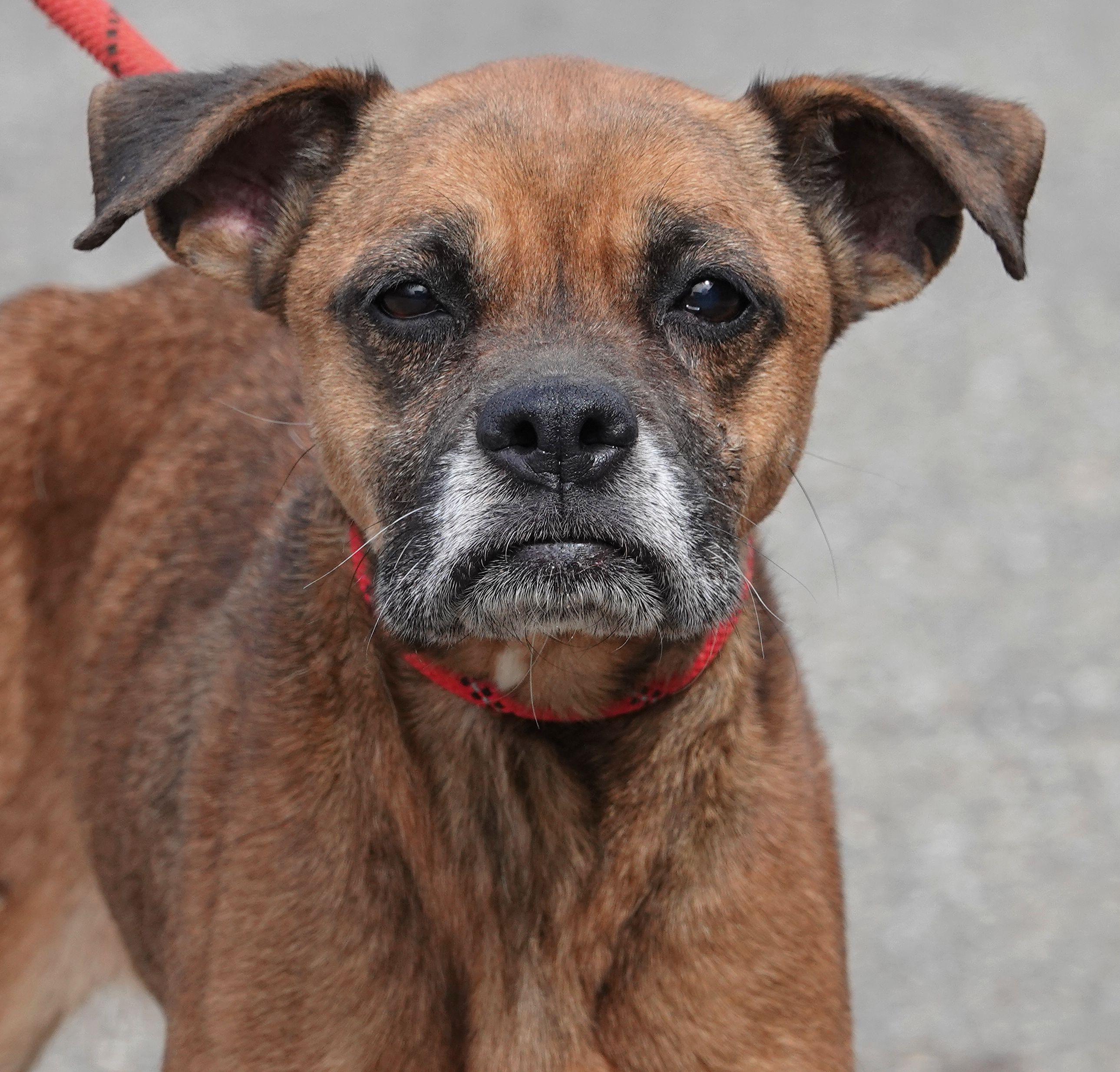 Heart, ADOPTABLE, Senior Female Boxer.