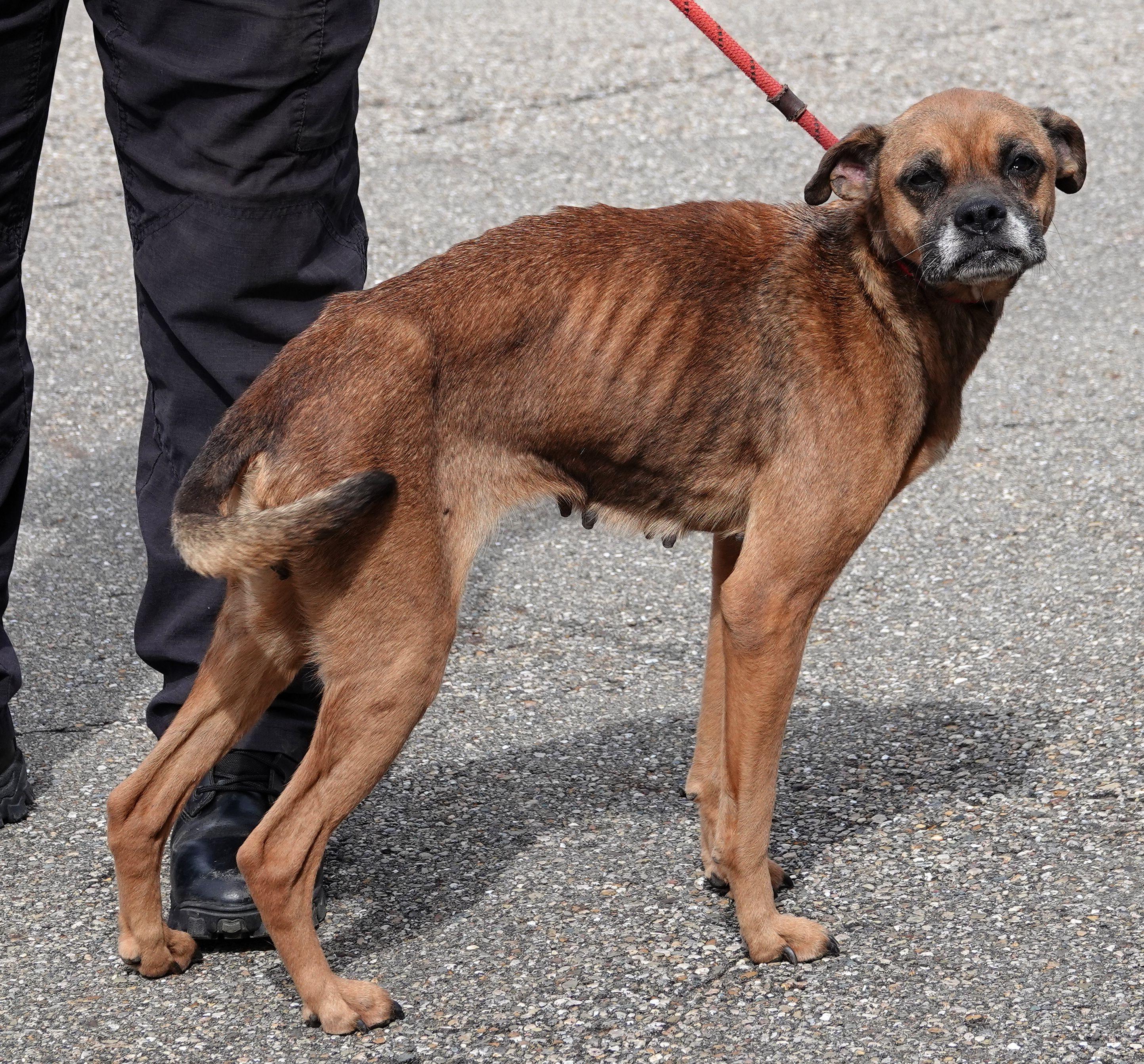 Enlarge Heart, a ADOPTABLE mixed breed in Millfield, OH image 3/4