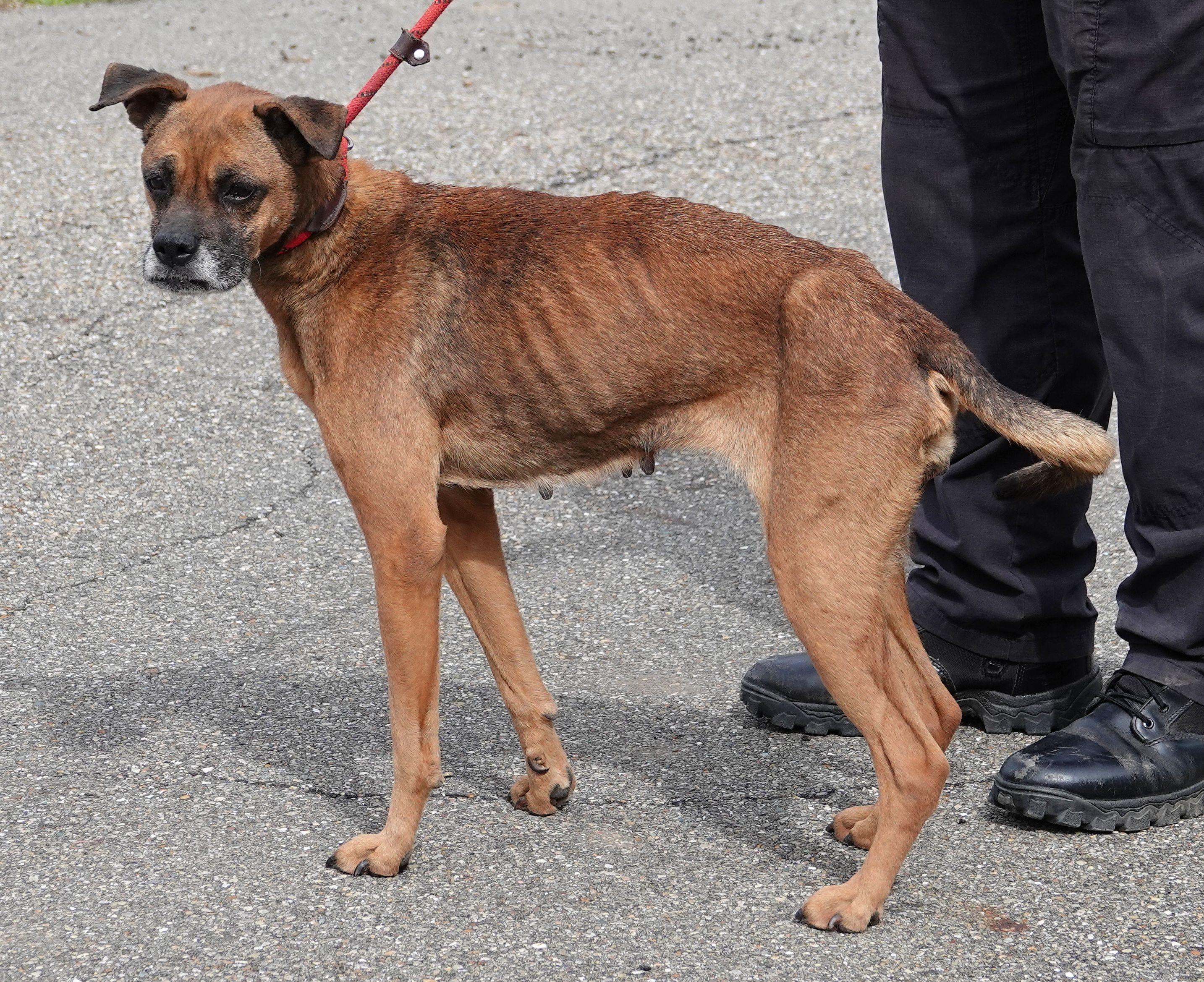 Enlarge Heart, a ADOPTABLE mixed breed in Millfield, OH image 2/4