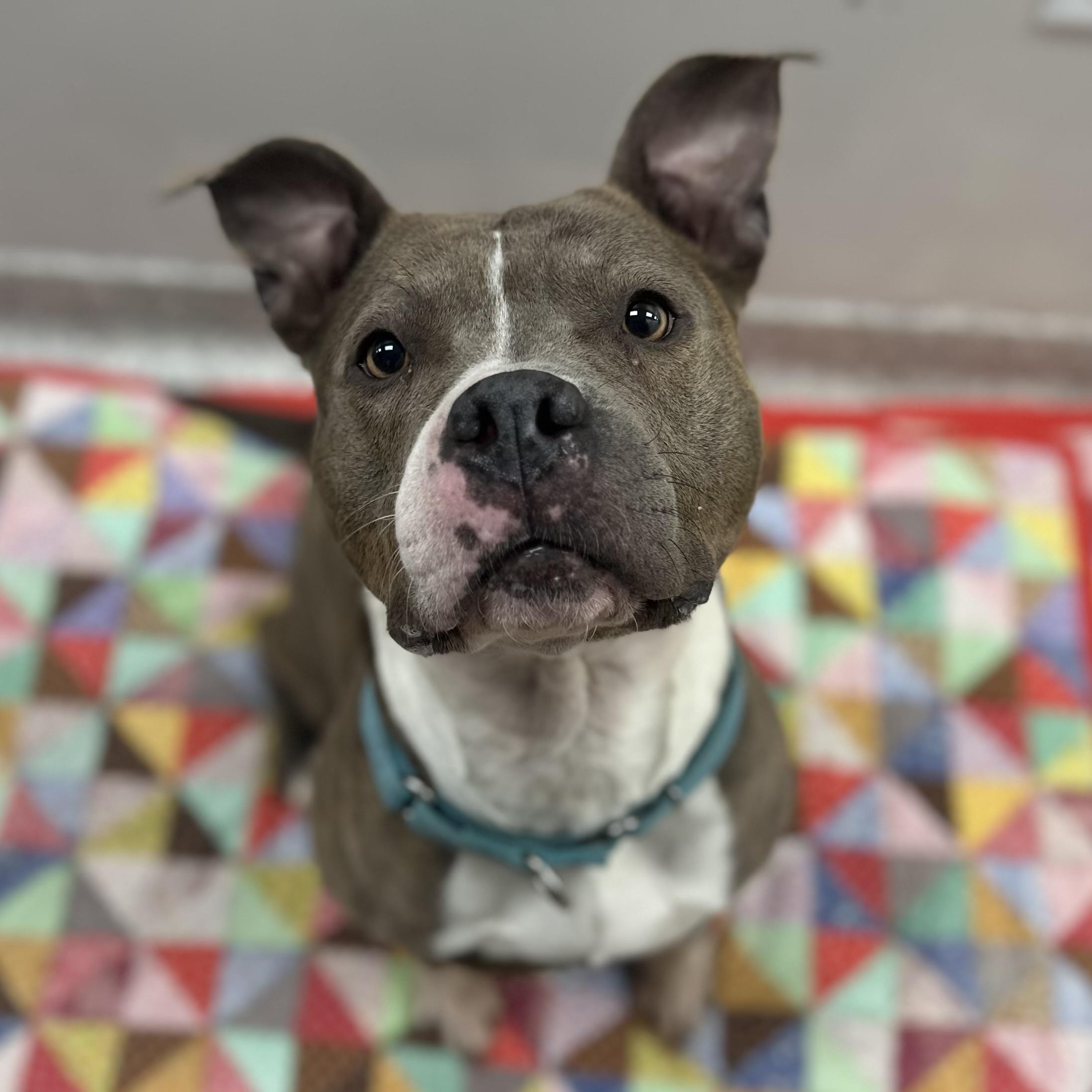 Coco, Adult Female unknown