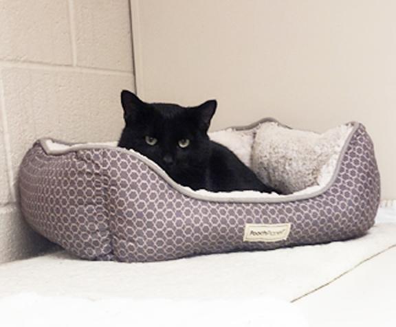 Sweetness, ADOPTABLE, Young Male Domestic Short Hair.