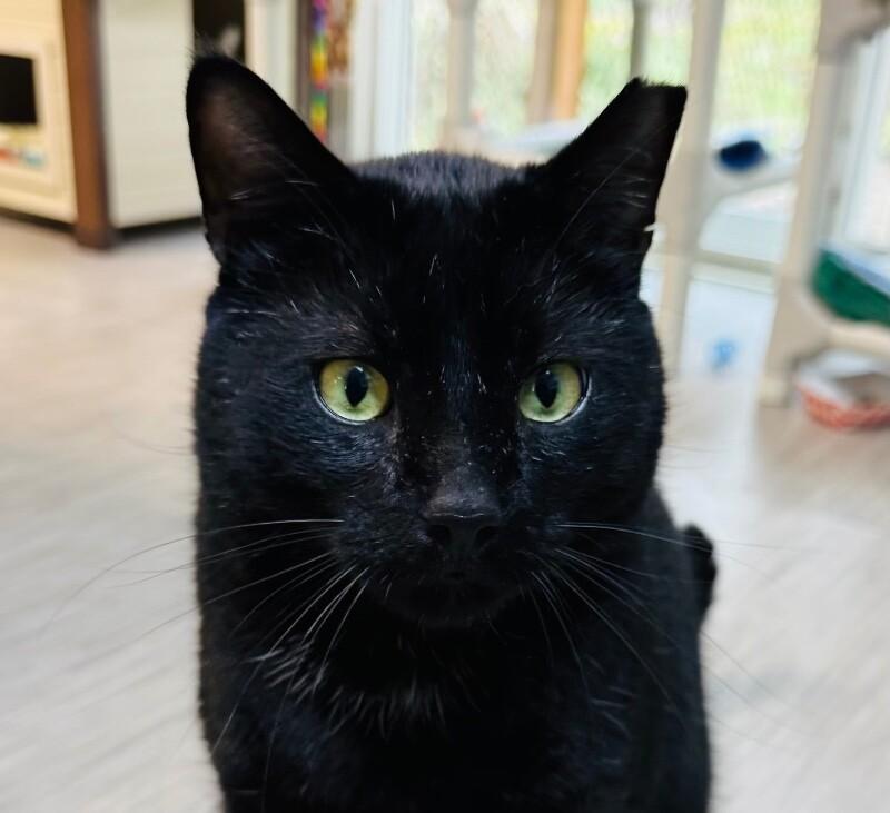 Stormy, Adoptable, Adult Male Domestic Short Hair.