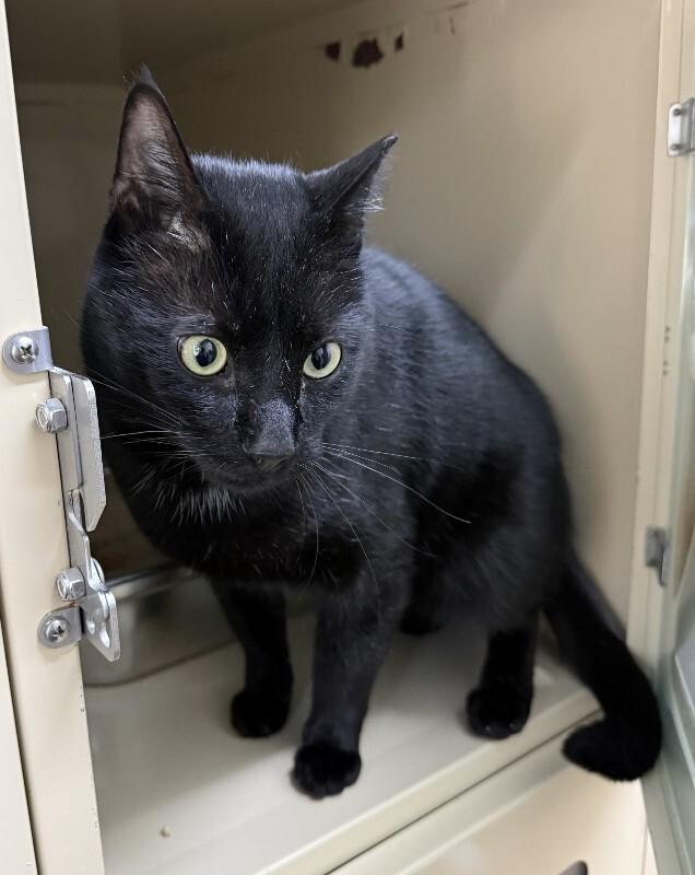 Enlarge Stormy, a Adoptable Domestic Short Hair in Arlington, WA image 2/5