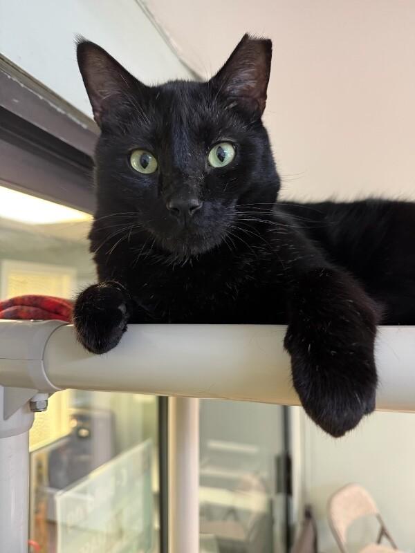 Enlarge Stormy, a Adoptable Domestic Short Hair in Arlington, WA image 3/5