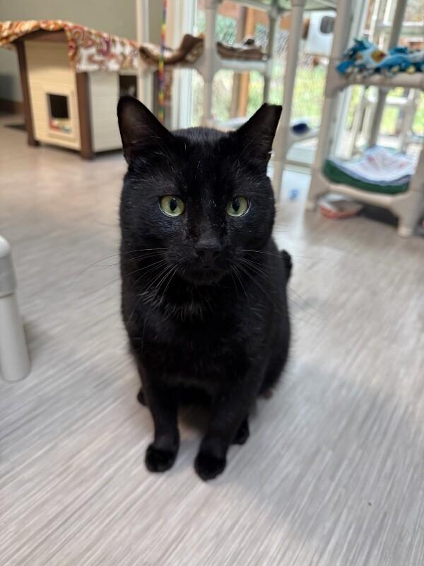 Enlarge Stormy, a Adoptable Domestic Short Hair in Arlington, WA image 4/5