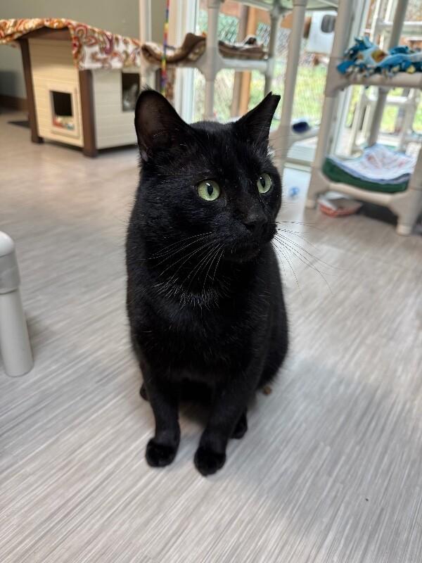 Enlarge Stormy, a Adoptable Domestic Short Hair in Arlington, WA image 5/5