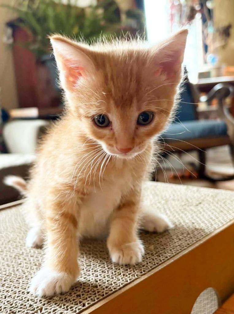 Whiskey, Adoptable, Kitten Male Domestic Short Hair.