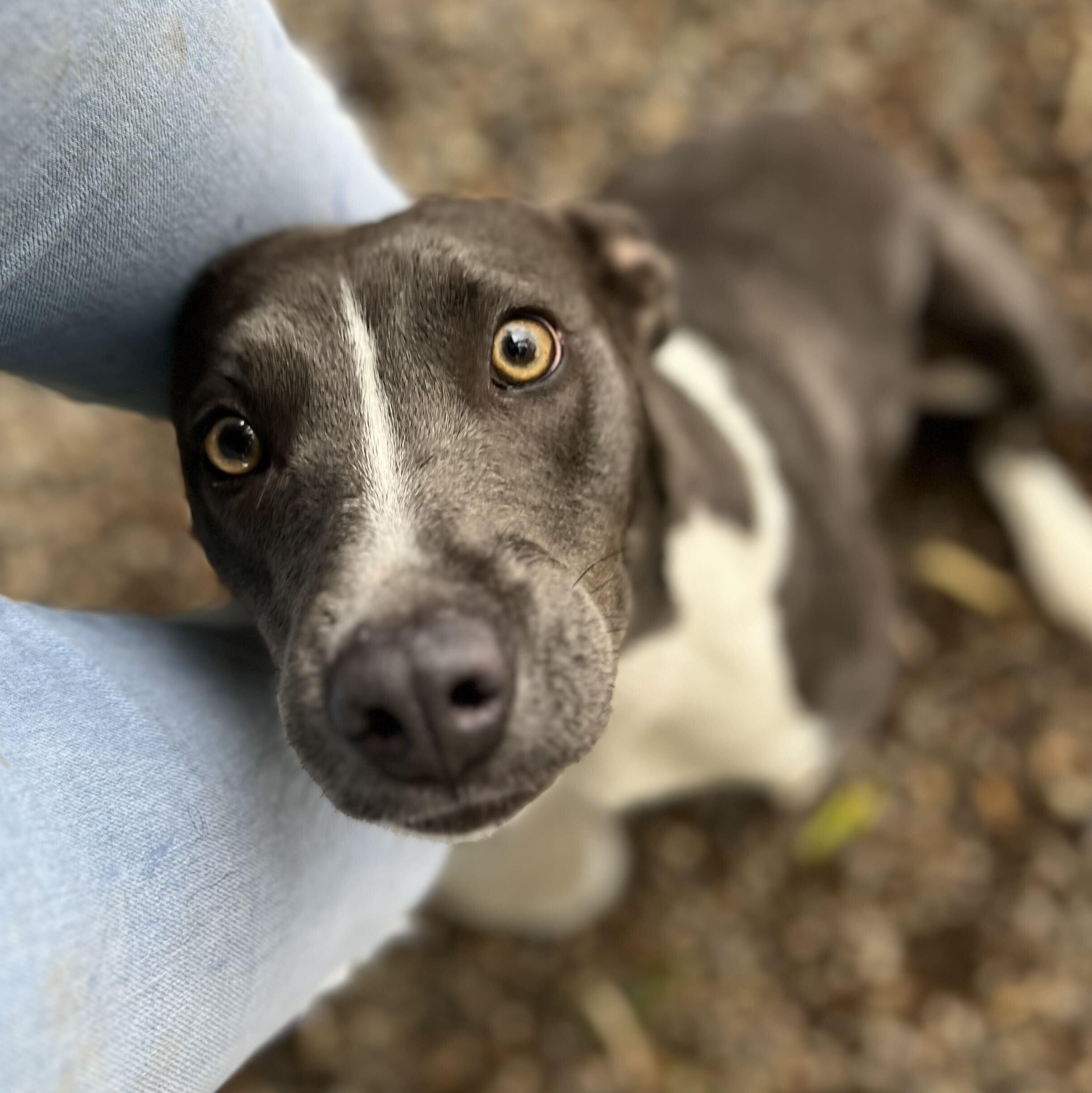 Enlarge Piper - Delta, a Adopted mixed breed in Delta, CO image 3/6