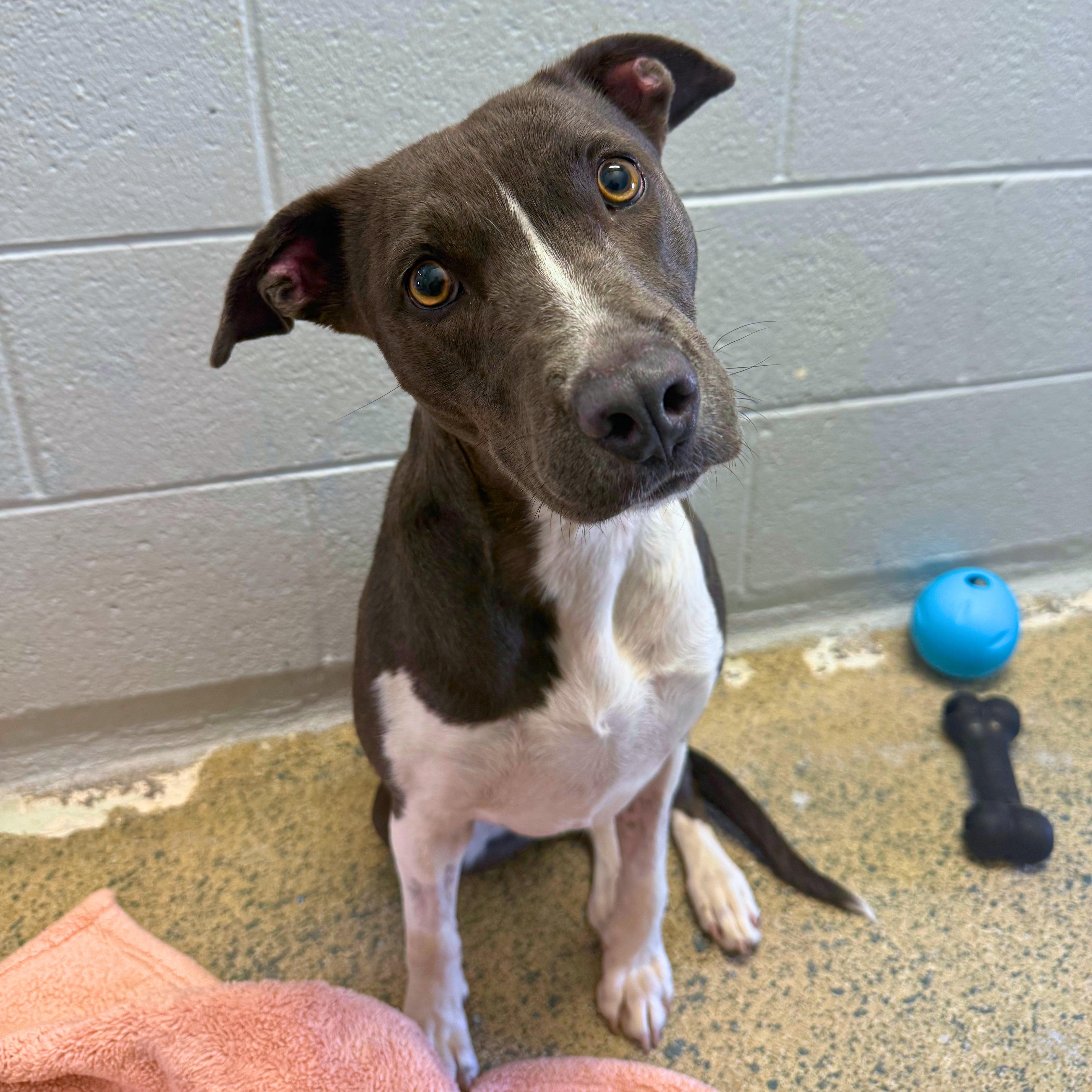 Enlarge Piper - Delta, a Adopted mixed breed in Delta, CO image 5/6