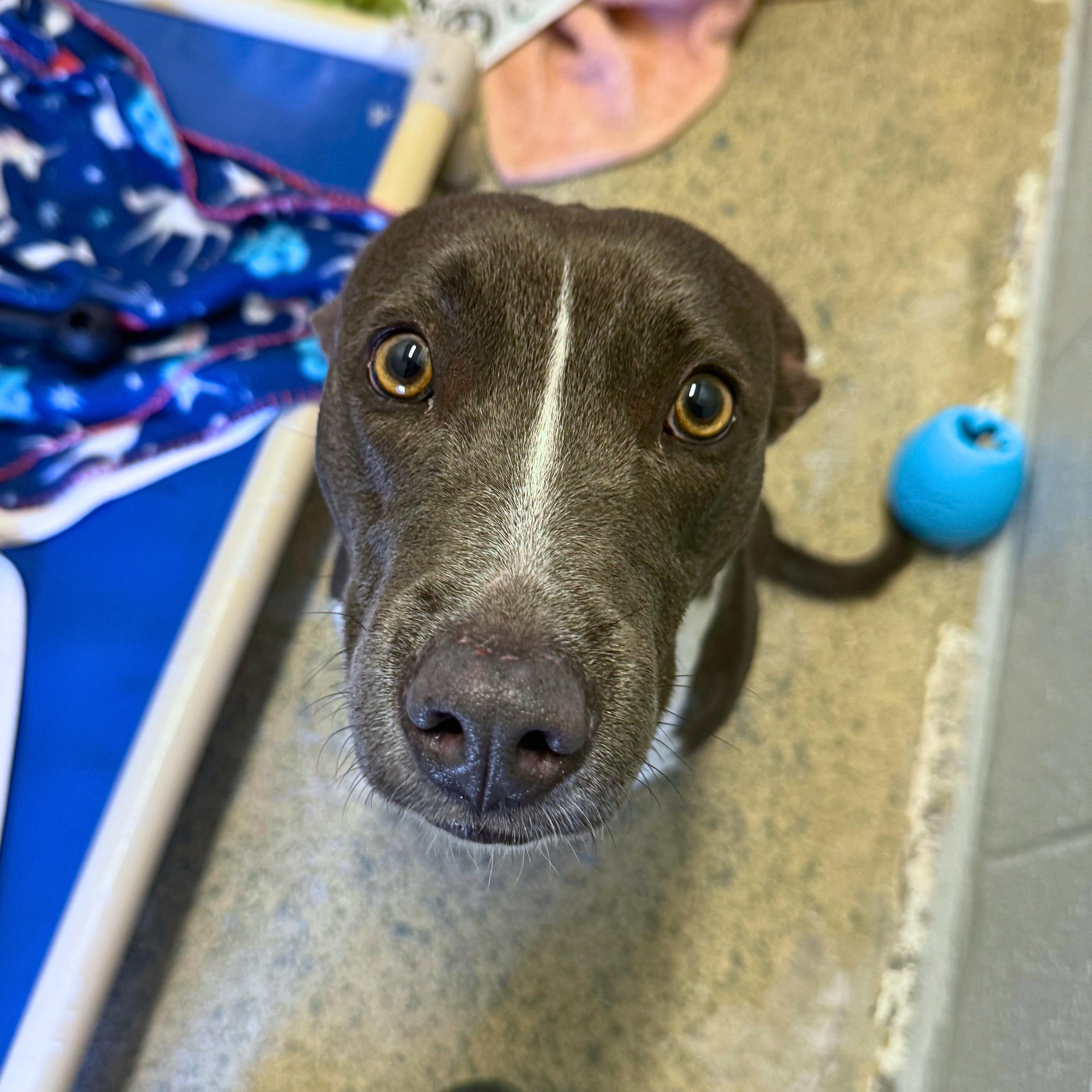 Enlarge Piper - Delta, a Adopted mixed breed in Delta, CO image 6/6