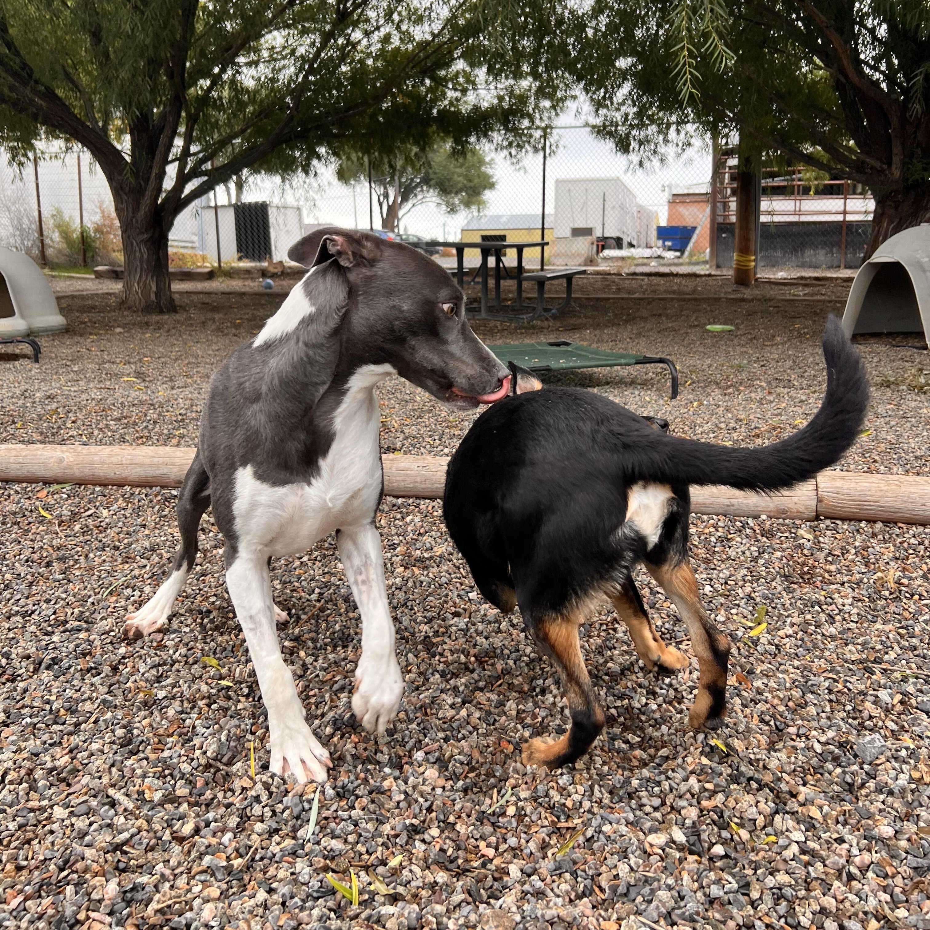 Enlarge Piper - Delta, a Adopted mixed breed in Delta, CO image 4/6